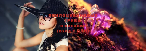 сатива Снежногорск
