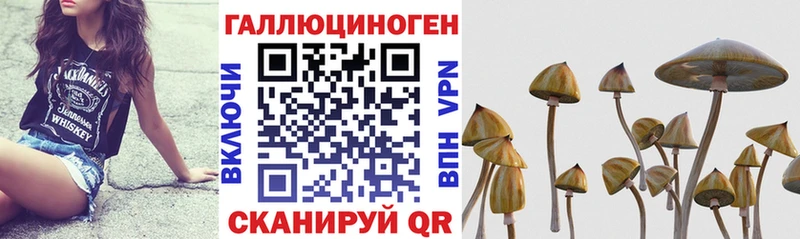Галлюциногенные грибы Psilocybe  купить закладку  Узловая 